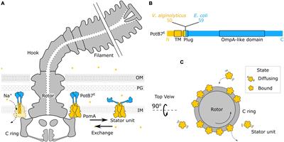 Stator Dynamics Depending on Sodium Concentration in Sodium-Driven Bacterial Flagellar Motors